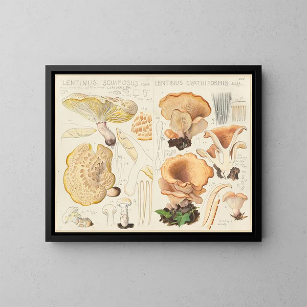 Lentinus squamosus et Lentinus cyathiformis - Hans Baldung — gerahmtes Bild an der Wand