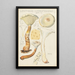 Lentinus suffrutescens - Hans Baldung — gerahmtes Bild an der Wand