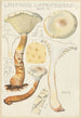 Lentinus suffrutescens - Hans Baldung — Ansicht des Kunstwerks