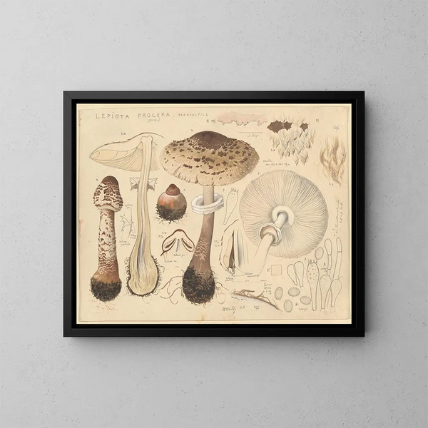 Lépiote élevée - Hans Baldung — gerahmtes Bild an der Wand
