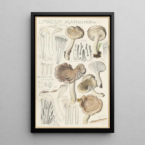 Limacium agathosmum - Hans Baldung — gerahmtes Bild an der Wand