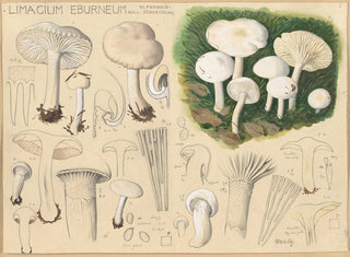 Limacium éburnéum - Hans Baldung — Ansicht des Kunstwerks
