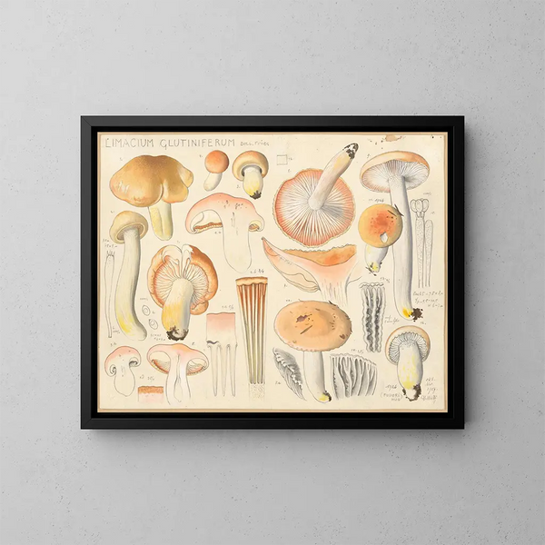 Limacium glutiniferum - Hans Baldung — gerahmtes Bild an der Wand