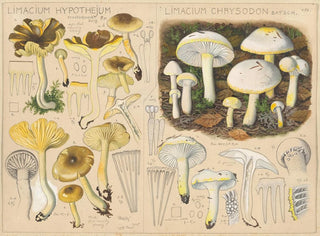 Limacium hypothejum Limacium chrysodon - Hans Baldung — Ansicht des Kunstwerks