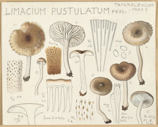 Limacium pustulatum - Hans Baldung — Ansicht des Kunstwerks