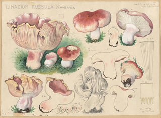 Limacium russula - Hans Baldung — Ansicht des Kunstwerks