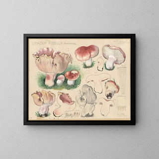 Limacium russula - Hans Baldung — gerahmtes Bild an der Wand