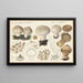Lycoperdon - Hans Baldung — gerahmtes Bild an der Wand