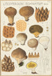 Lycoperdon enchinatum - Hans Baldung — Ansicht des Kunstwerks