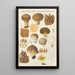 Lycoperdon enchinatum - Hans Baldung — gerahmtes Bild an der Wand