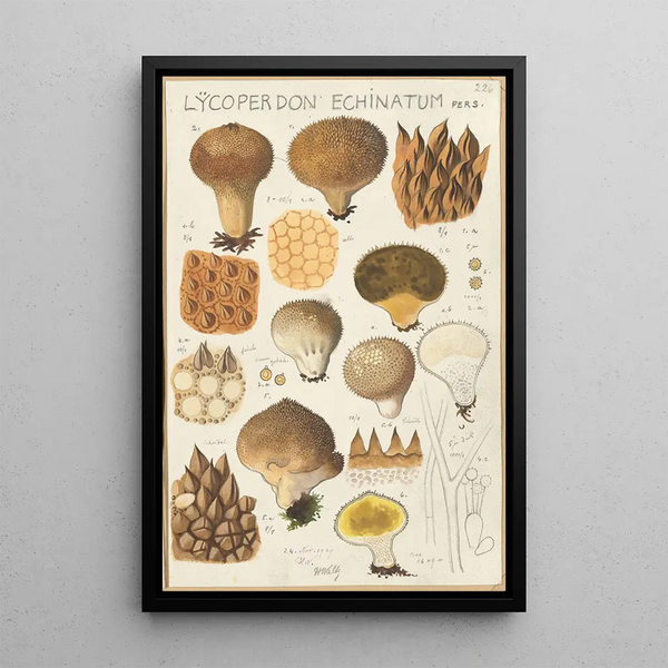 Lycoperdon enchinatum - Hans Baldung — gerahmtes Bild an der Wand