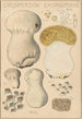 Lycoperdon excipuliforme - Hans Baldung — Ansicht des Kunstwerks