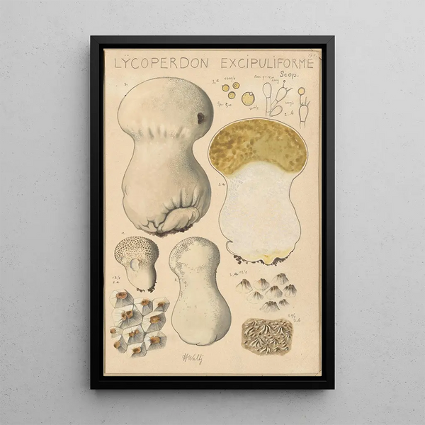 Lycoperdon excipuliforme - Hans Baldung — gerahmtes Bild an der Wand