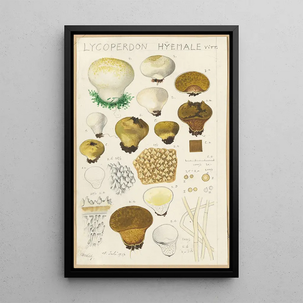 Lycoperdon hyemale - Hans Baldung — gerahmtes Bild an der Wand
