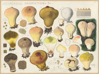 Lycoperdon mammaeforme - Hans Baldung — Ansicht des Kunstwerks