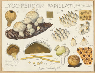 Lycoperdon papillatum - Hans Baldung — Ansicht des Kunstwerks