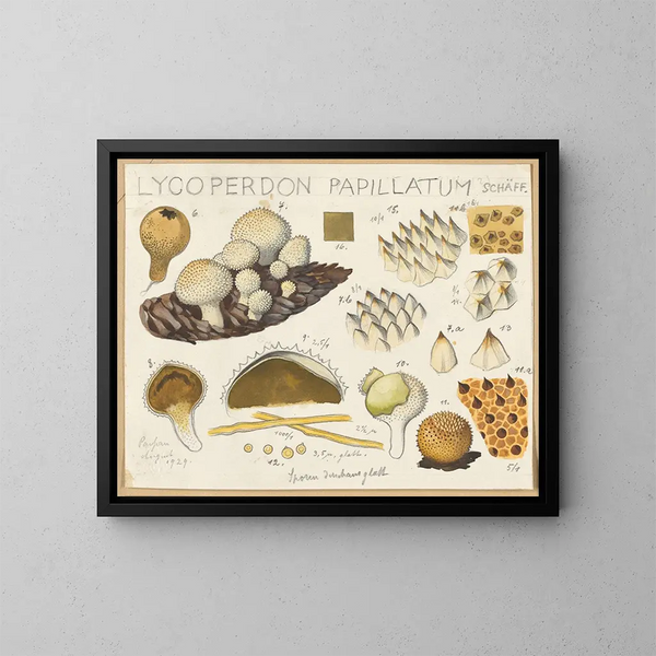 Lycoperdon papillatum - Hans Baldung — gerahmtes Bild an der Wand