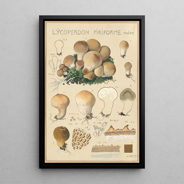 Lycoperdon piriforme - Hans Baldung — gerahmtes Bild an der Wand