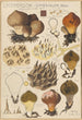 Lycoperdon umbrinum - Hans Baldung — Ansicht des Kunstwerks
