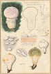 Lycoperdon velatum - Hans Baldung — Ansicht des Kunstwerks