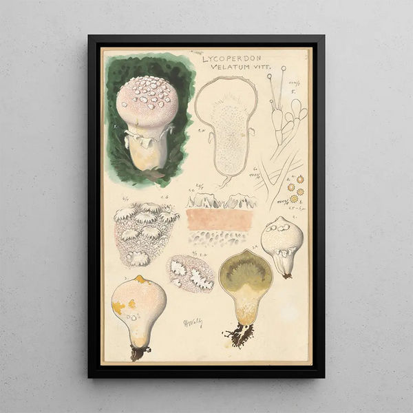 Lycoperdon velatum - Hans Baldung — gerahmtes Bild an der Wand