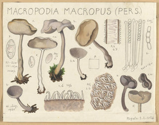 Macropodia macropus - Hans Baldung — Ansicht des Kunstwerks
