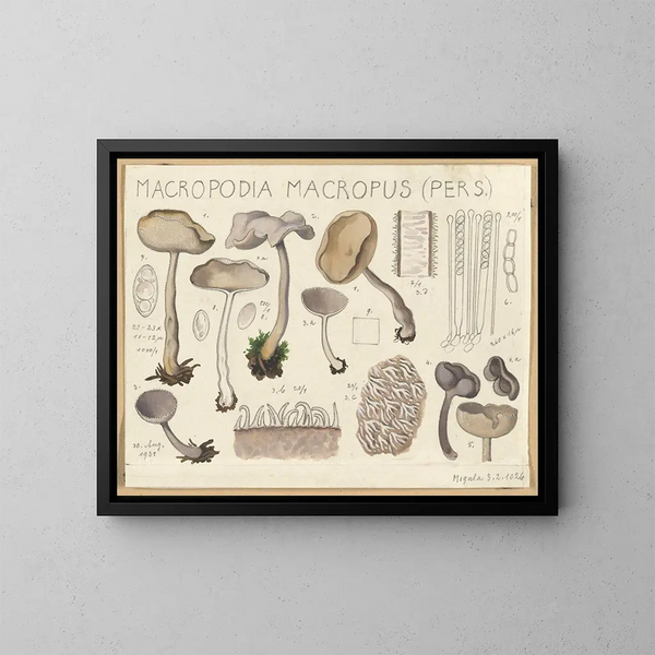 Macropodia macropus - Hans Baldung — gerahmtes Bild an der Wand