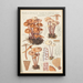 Marasmius confluens - Hans Baldung — gerahmtes Bild an der Wand