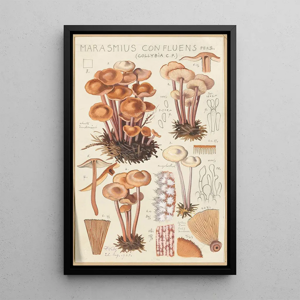 Marasmius confluens - Hans Baldung — gerahmtes Bild an der Wand