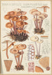 Marasmius confluens - Hans Baldung — Ansicht des Kunstwerks