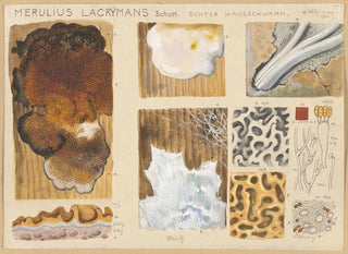 Merulius lacrymans - Hans Baldung — Ansicht des Kunstwerks
