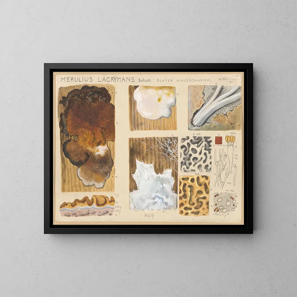 Merulius lacrymans - Hans Baldung — gerahmtes Bild an der Wand