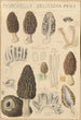 Morchella deliciosa - Hans Baldung — Ansicht des Kunstwerks