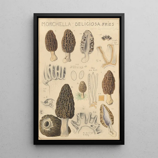 Morchella deliciosa - Hans Baldung — gerahmtes Bild an der Wand