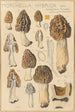 Morchella hybrida - Hans Baldung — Ansicht des Kunstwerks