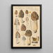 Morchella hybrida - Hans Baldung — gerahmtes Bild an der Wand