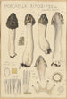 Morchella rimosipes - Hans Baldung — Ansicht des Kunstwerks