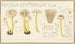 Mycena epipterygia - Hans Baldung — Ansicht des Kunstwerks