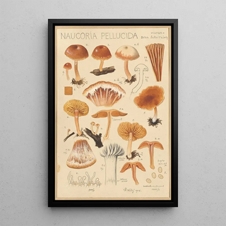 Hans Walty - Naucoria pellucida.webp