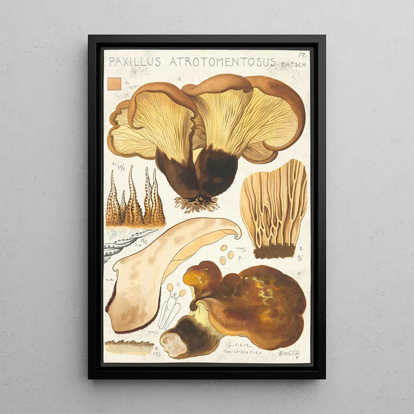 Paxillus atrotomentosus Batsch 2 - Hans Baldung — gerahmtes Bild an der Wand