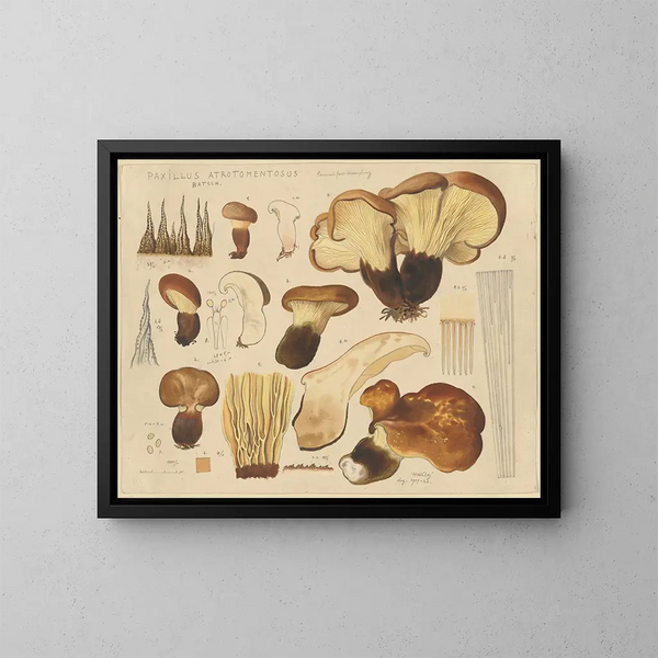 Paxille atrotomentueux - Hans Baldung — gerahmtes Bild an der Wand
