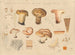 Paxillus involutus - Hans Baldung — Ansicht des Kunstwerks