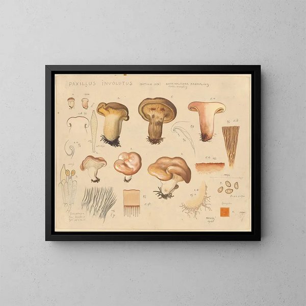 Paxillus involutus - Hans Baldung — gerahmtes Bild an der Wand