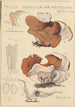 Peziza venosa var Reticulata greville - Hans Baldung — Ansicht des Kunstwerks
