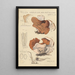 Peziza venosa var Reticulata greville - Hans Baldung — gerahmtes Bild an der Wand