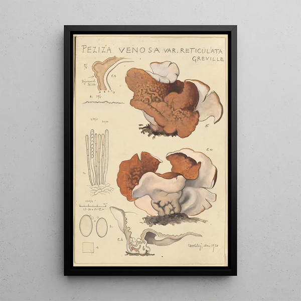 Peziza venosa var Reticulata greville - Hans Baldung — gerahmtes Bild an der Wand