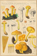 Pholiota flammans Pholiota caperata - Hans Baldung — Ansicht des Kunstwerks