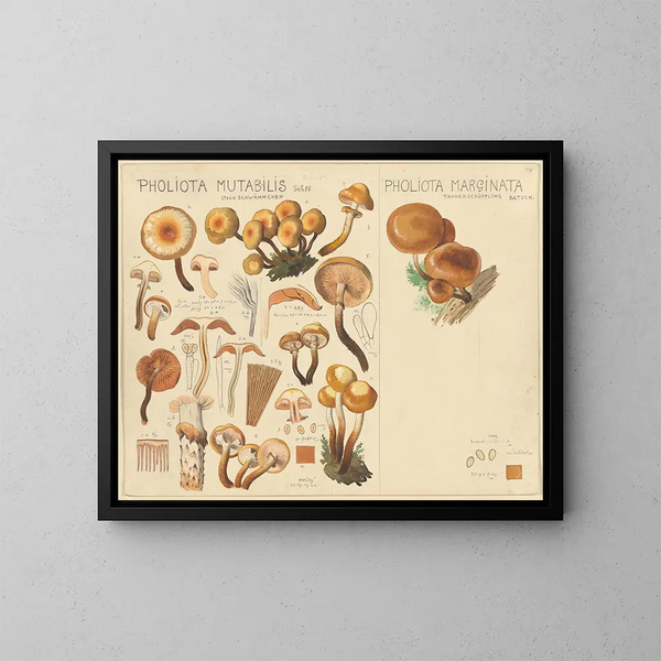 Pholiote mutable Pholiote marginée - Hans Baldung — gerahmtes Bild an der Wand