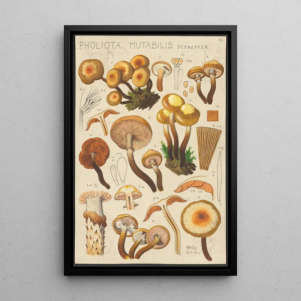 Pholiota mutabilis Schaeffer - Hans Baldung — gerahmtes Bild an der Wand