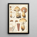 Pholiota radicosa Bull - Hans Baldung — gerahmtes Bild an der Wand